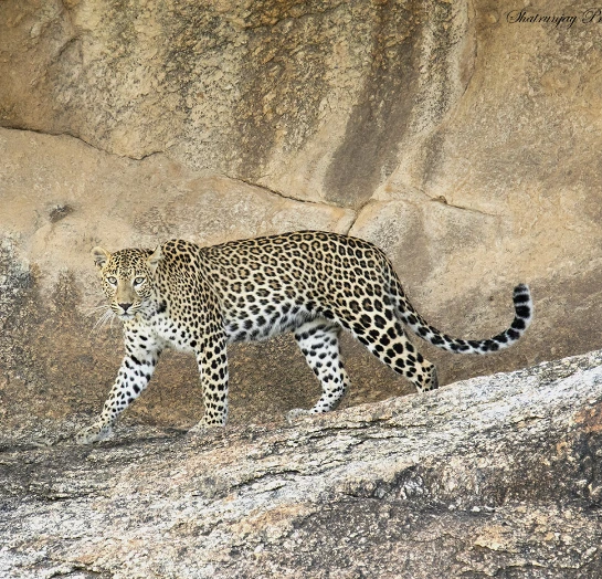 Leopards on Safari