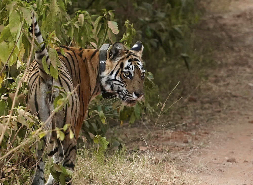 Spot Tigers in Rajasthan